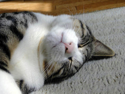 Zzzz...