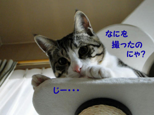 なにを撮ったのにゃ？