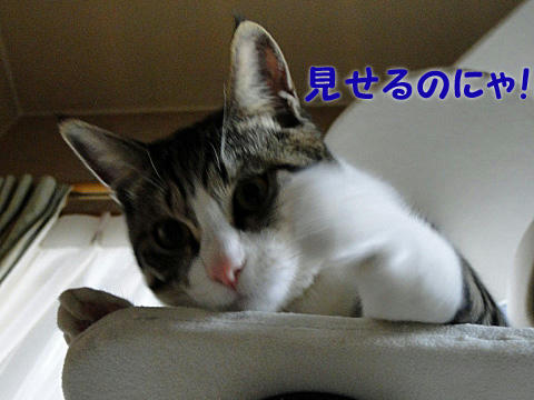 ちゃんと見せるのにゃ！