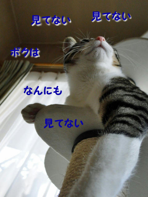 ボクはなにも見てない・・・