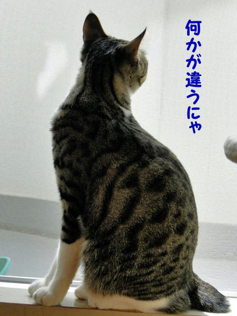 何かが違う