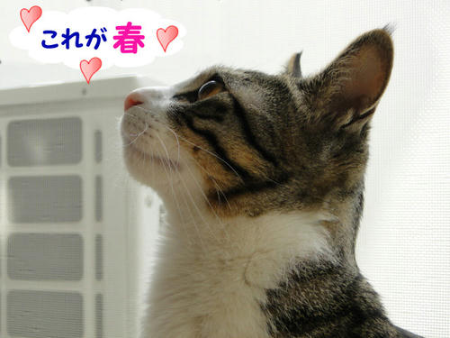 これが春♪
