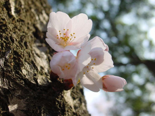 桜