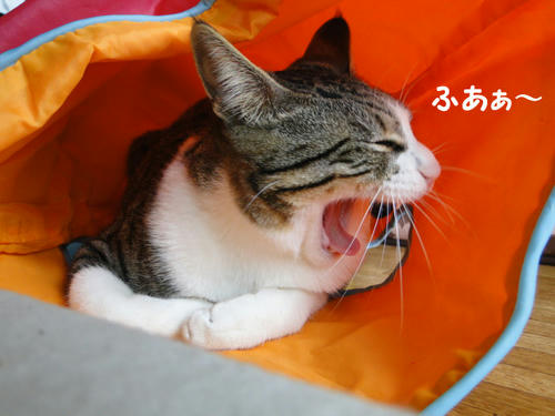 満開！