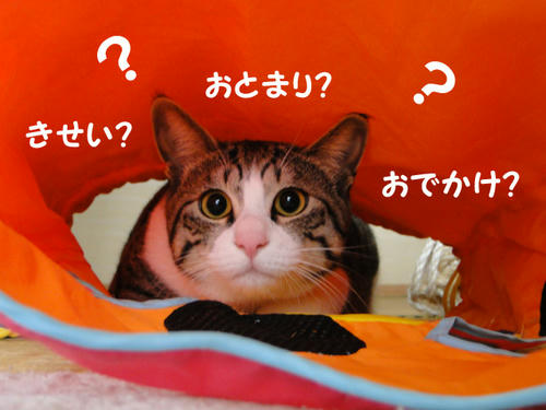 帰省？