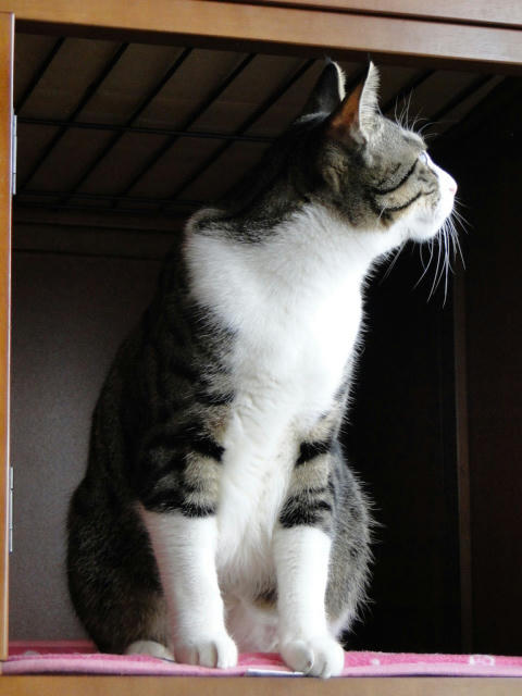 今まで景色が違って面白いです