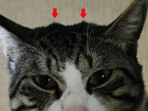 寝癖アップ