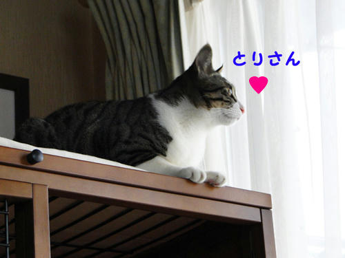 鳥さん♪