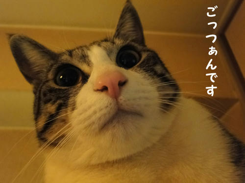 ごっつぁんです