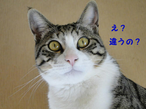 違うの？