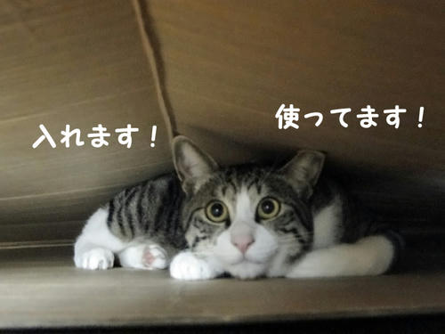 使ってるもん！