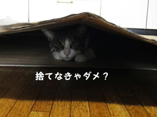 捨てなきゃダメ？