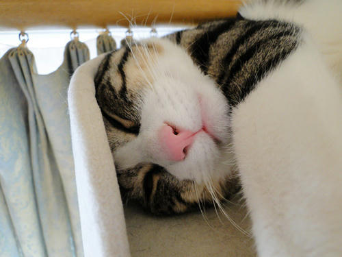 溶けそう