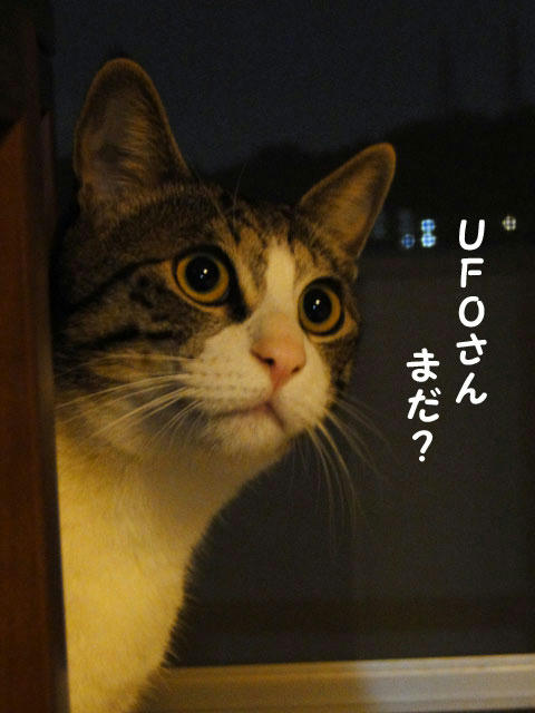 UFOさん まだ？