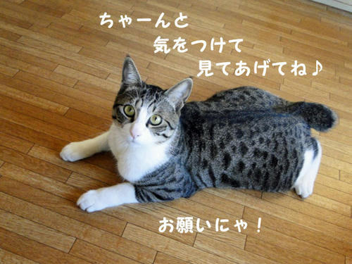 気をつけてあげてね