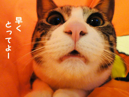 とってよ～