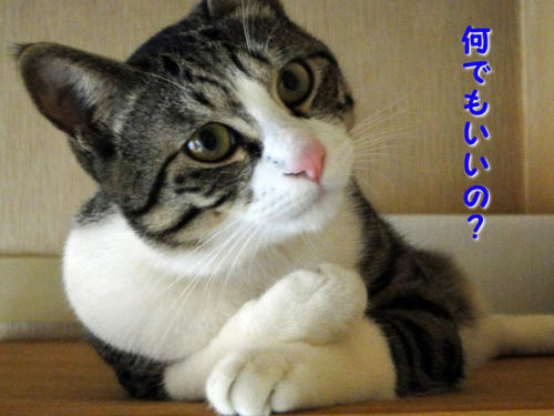 なんでもいいの？