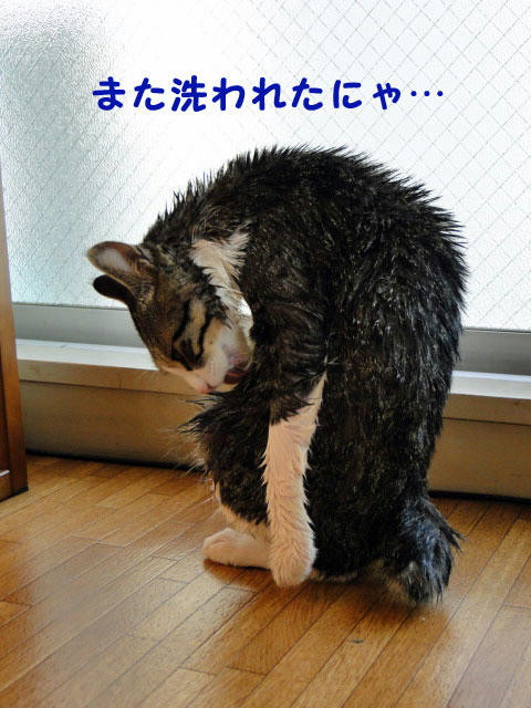またシャンプーされた・・・