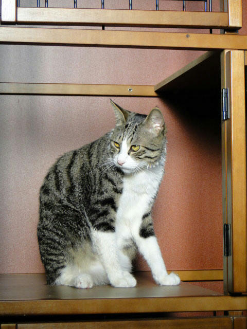 捕獲されたやまねこ？