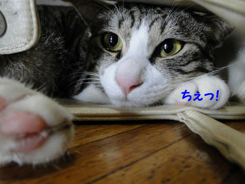 ちぇっ
