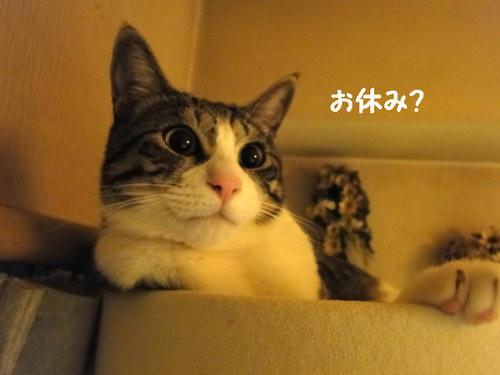 お休み？