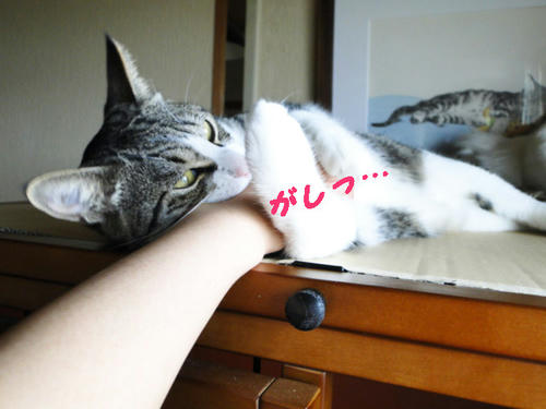 がしっ！！