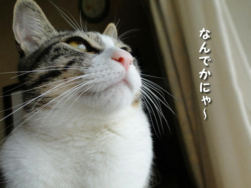 なんでかなぁ~?