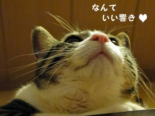 なんていい響き