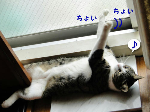 ちょいちょい