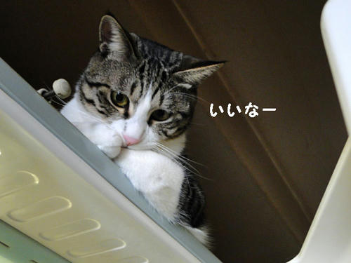 いいなーずるいなー