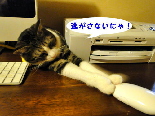 逃がさないにゃ！
