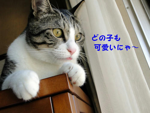 どの子も可愛い