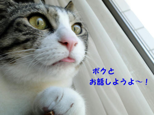 ボクとお話ししようよー