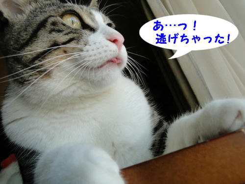 あっ！逃げた！！