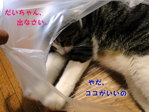 まだ出たくないにゃ！