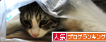 人気ブログランキング（猫ブログ）へ