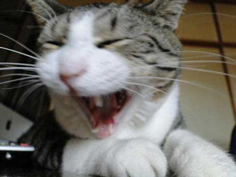 はっぴ　ばーすでー　ぱ～ぱー