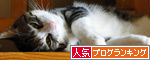 人気ブログランキング（猫ブログ）へ