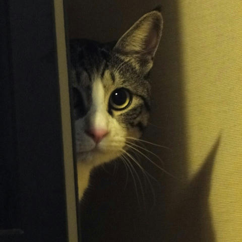 ちらっ