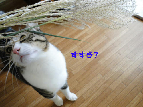 すすき？