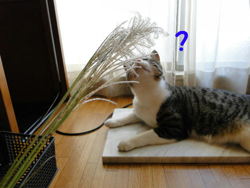 すすき？