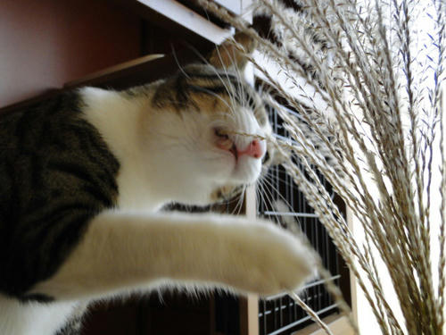 がじがじ