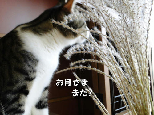お月さま、まだ？