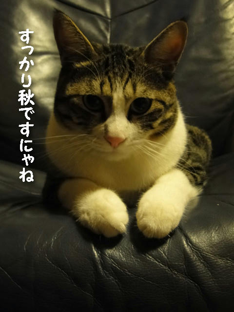 すっかり秋ですにゃね