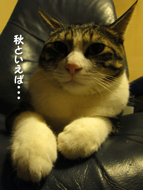 秋と言えば