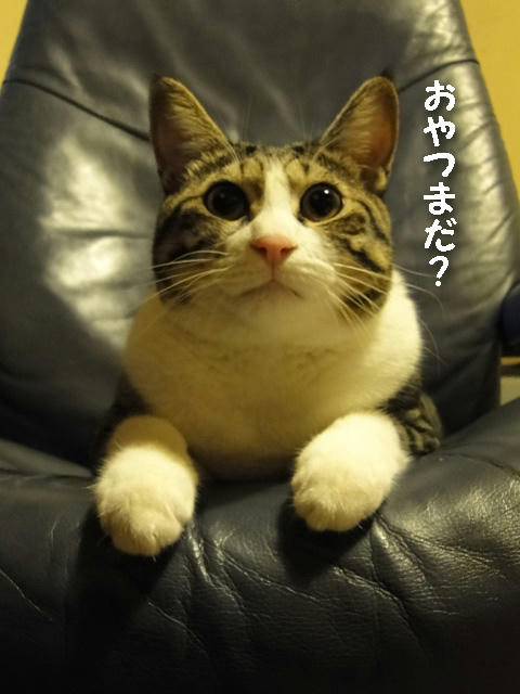 おやつまだ？