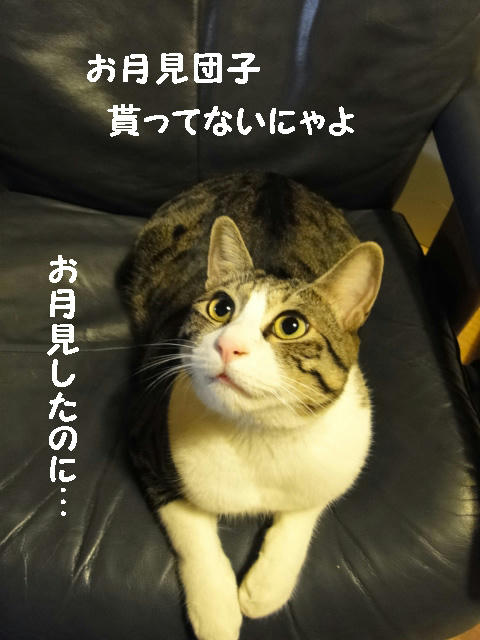 まだお団子貰ってないにゃ