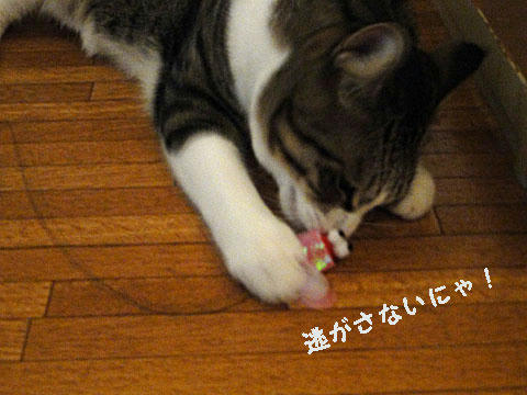 逃がさないにゃ!