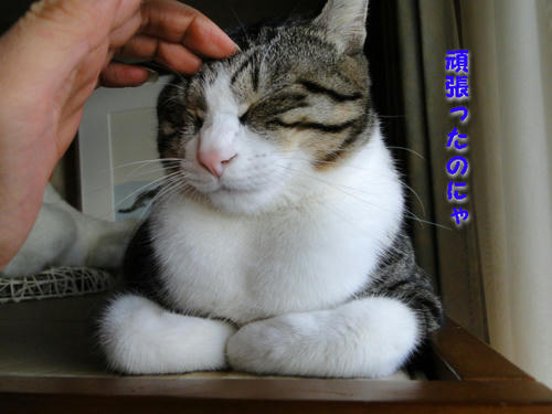 頑張ったのにゃ