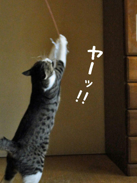 ヤーッ！